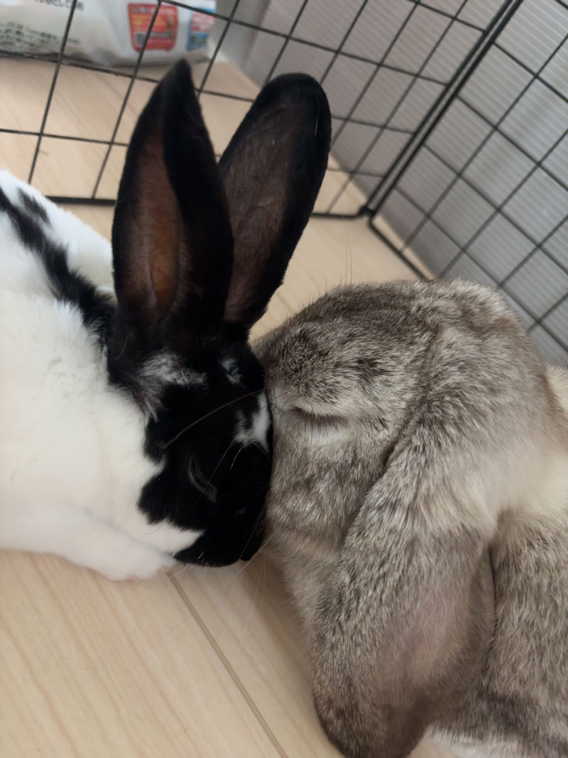 おもち&ごましおくん