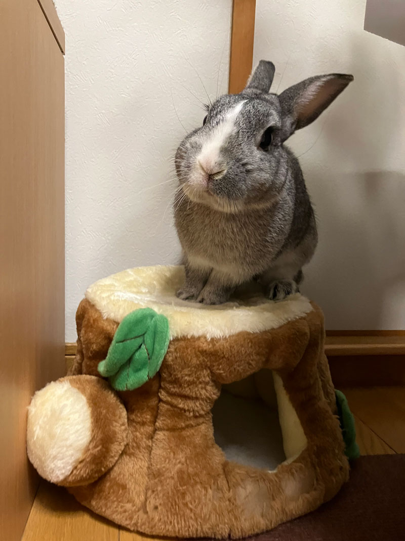 うさぎだ　ぴょんくん