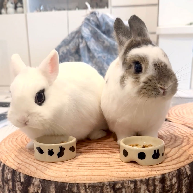 チャロくん＆弦白くん