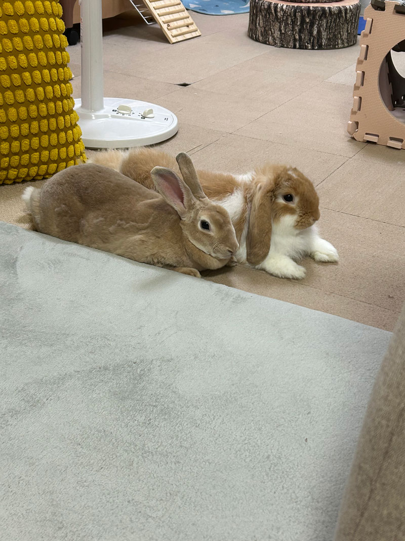むーちゃん（ミニレッキス）、綿夫くん（ロップ）