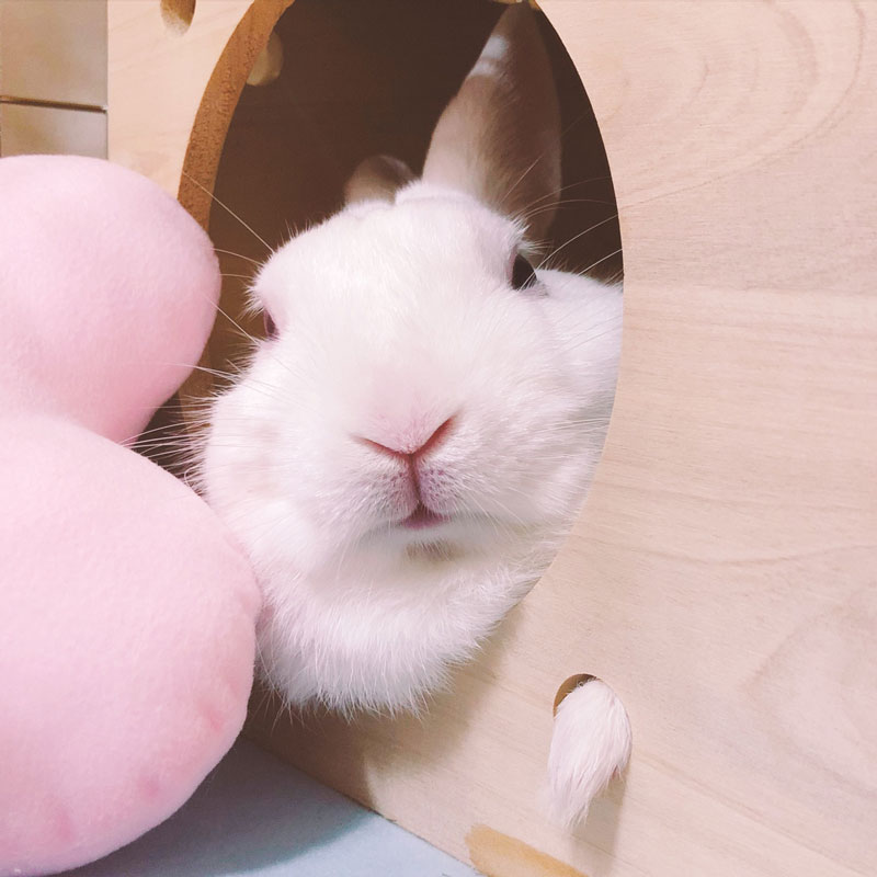 白兎(はくと)くん