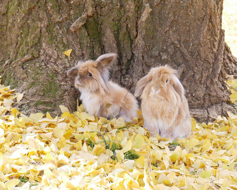 くりくん(左)　メルちゃん（右)