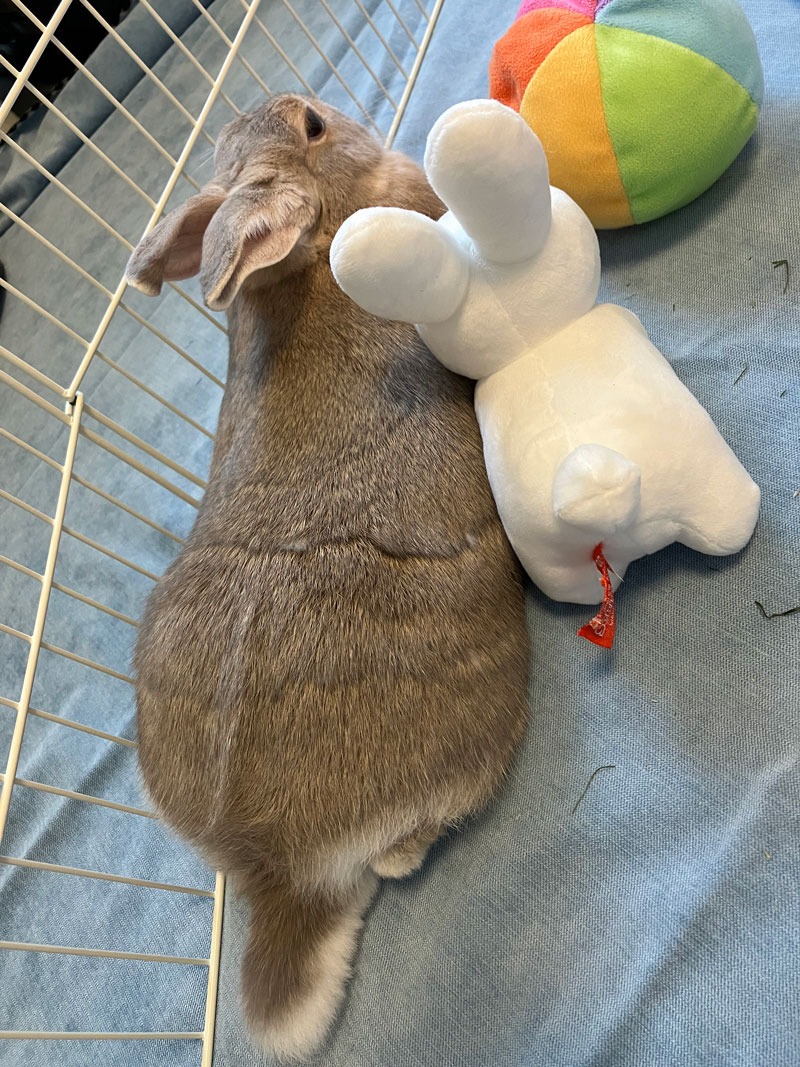 メロディーちゃん