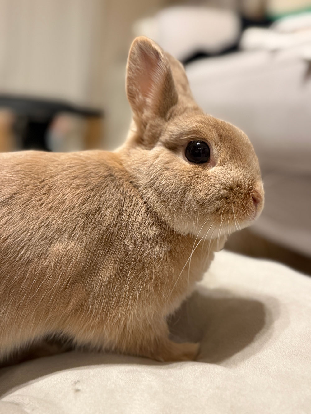 リリベットちゃん