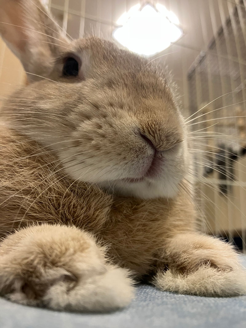 メロディーちゃん