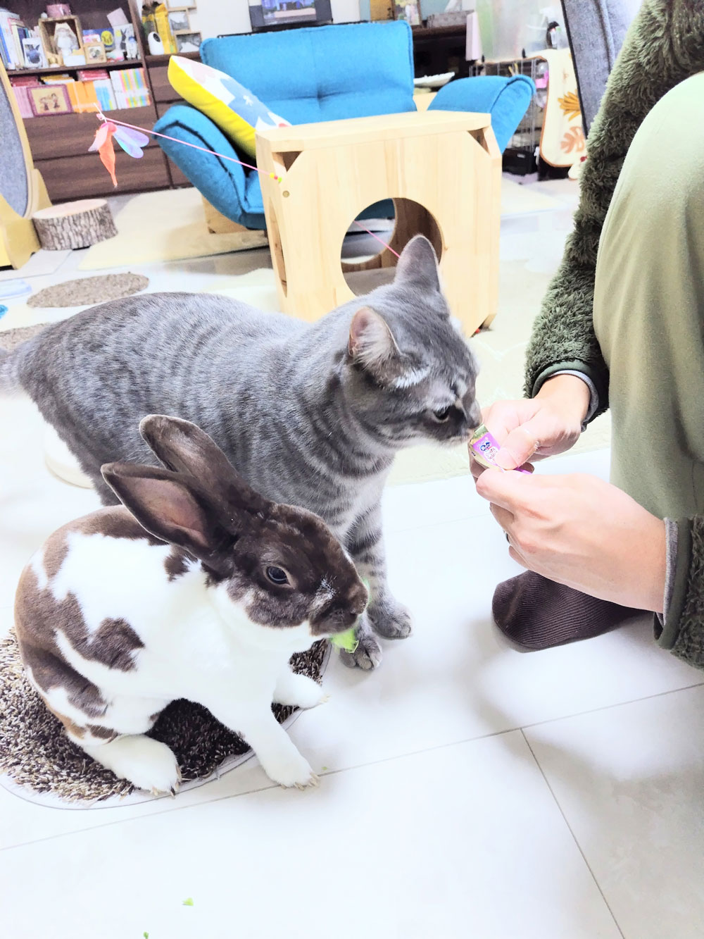 ちょこじろうくん