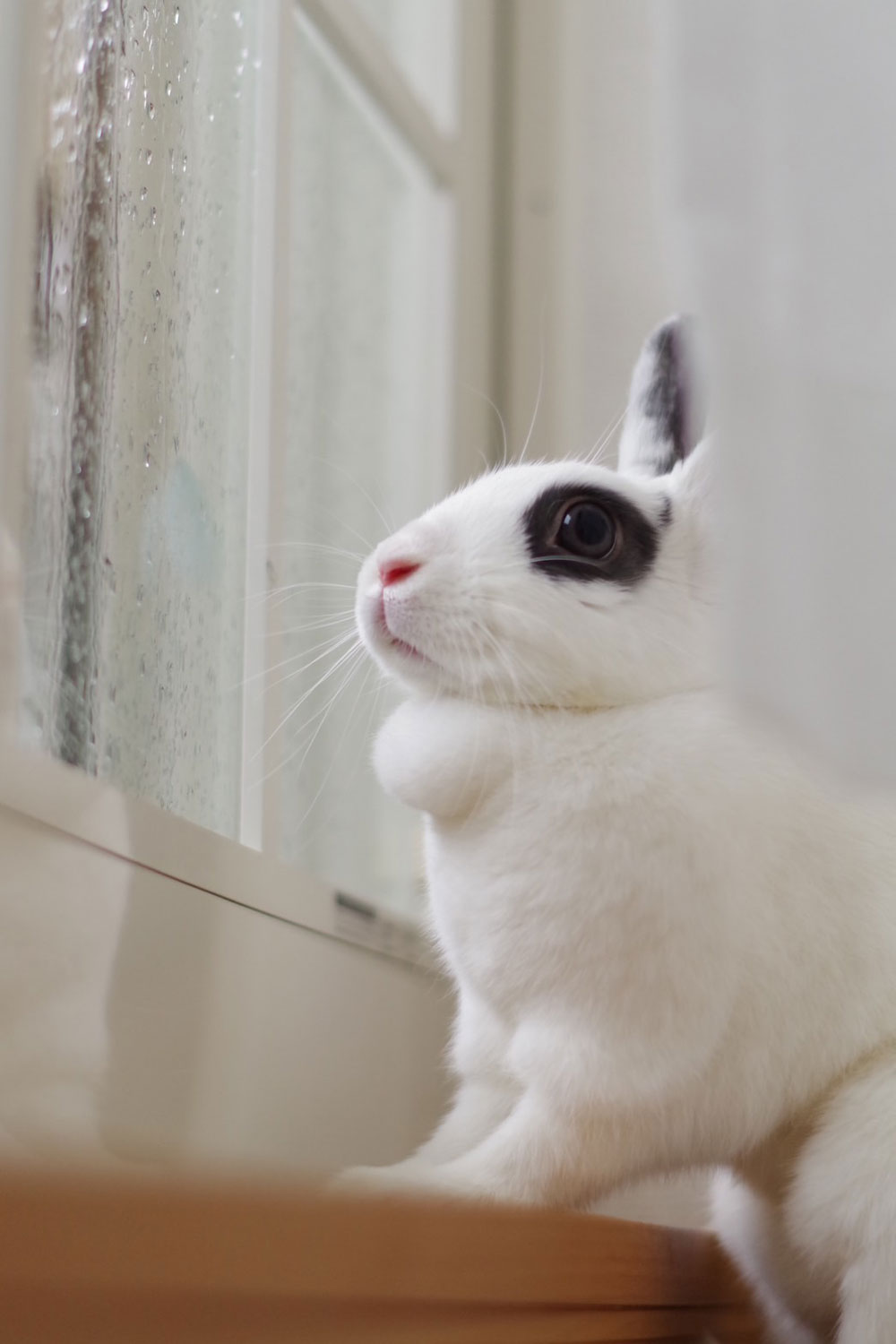 だいふくちゃん