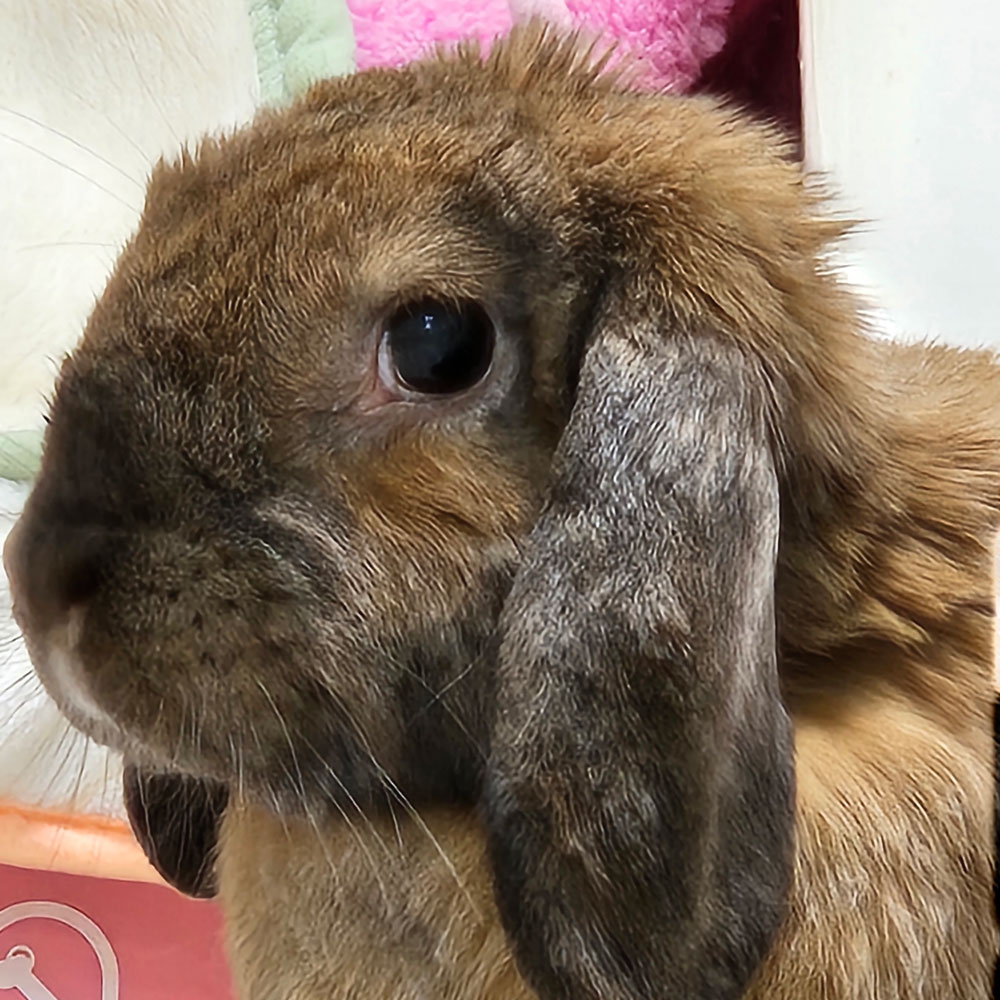 むーつーちゃん