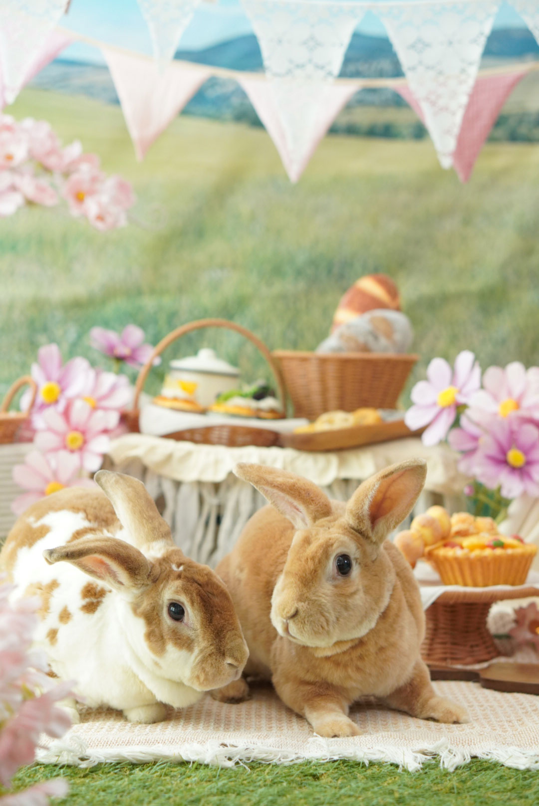 クッキーとモカちゃん