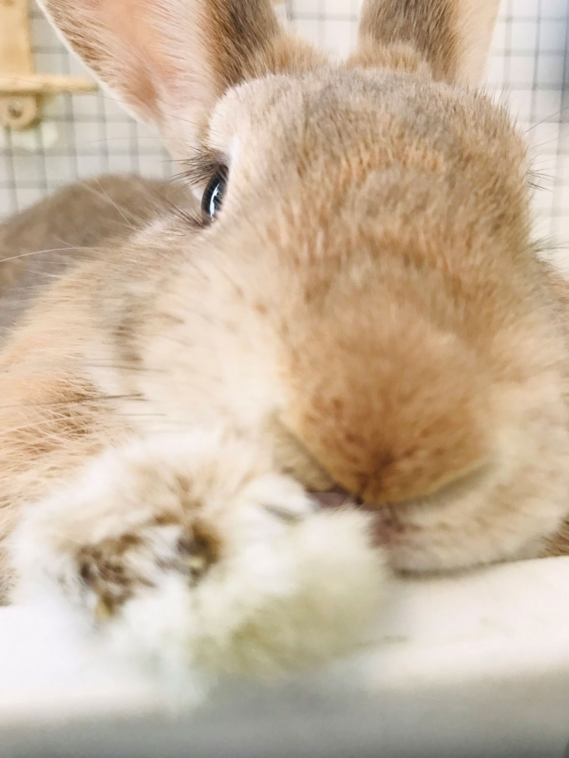 メロディーちゃん