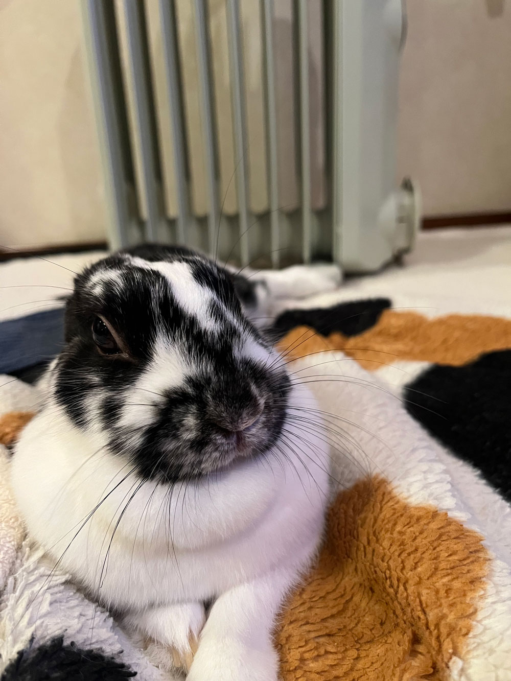 マーブルちゃん