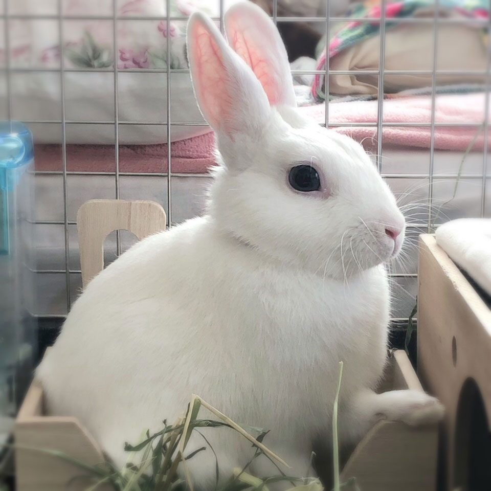 白兎(はくと)くん