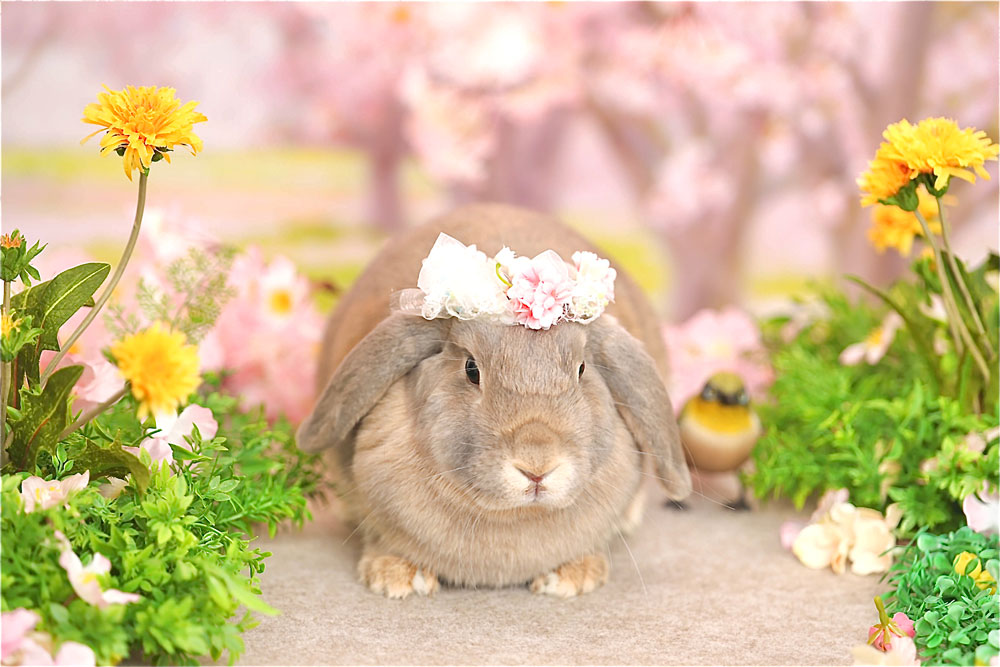 まかろんちゃん