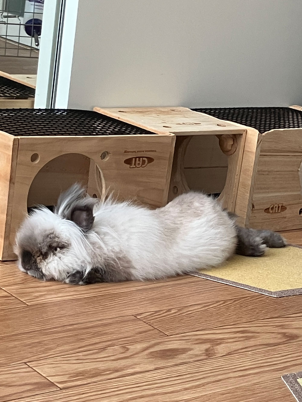 芦雪(ろせつ)くん