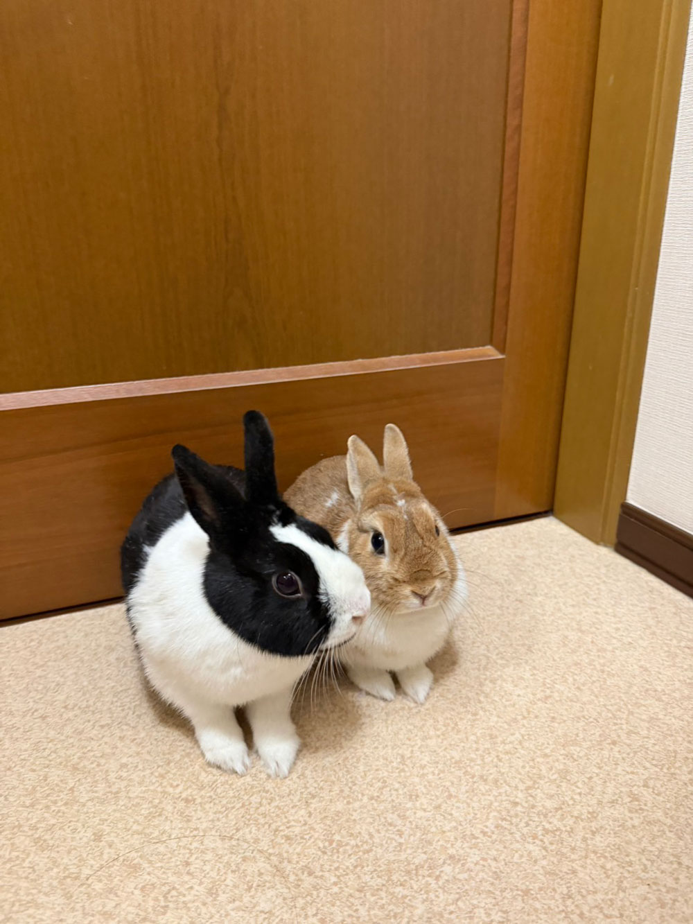 もこちゃん ふわちゃん