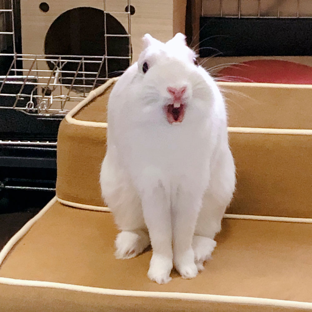 白兎(はくと)くん