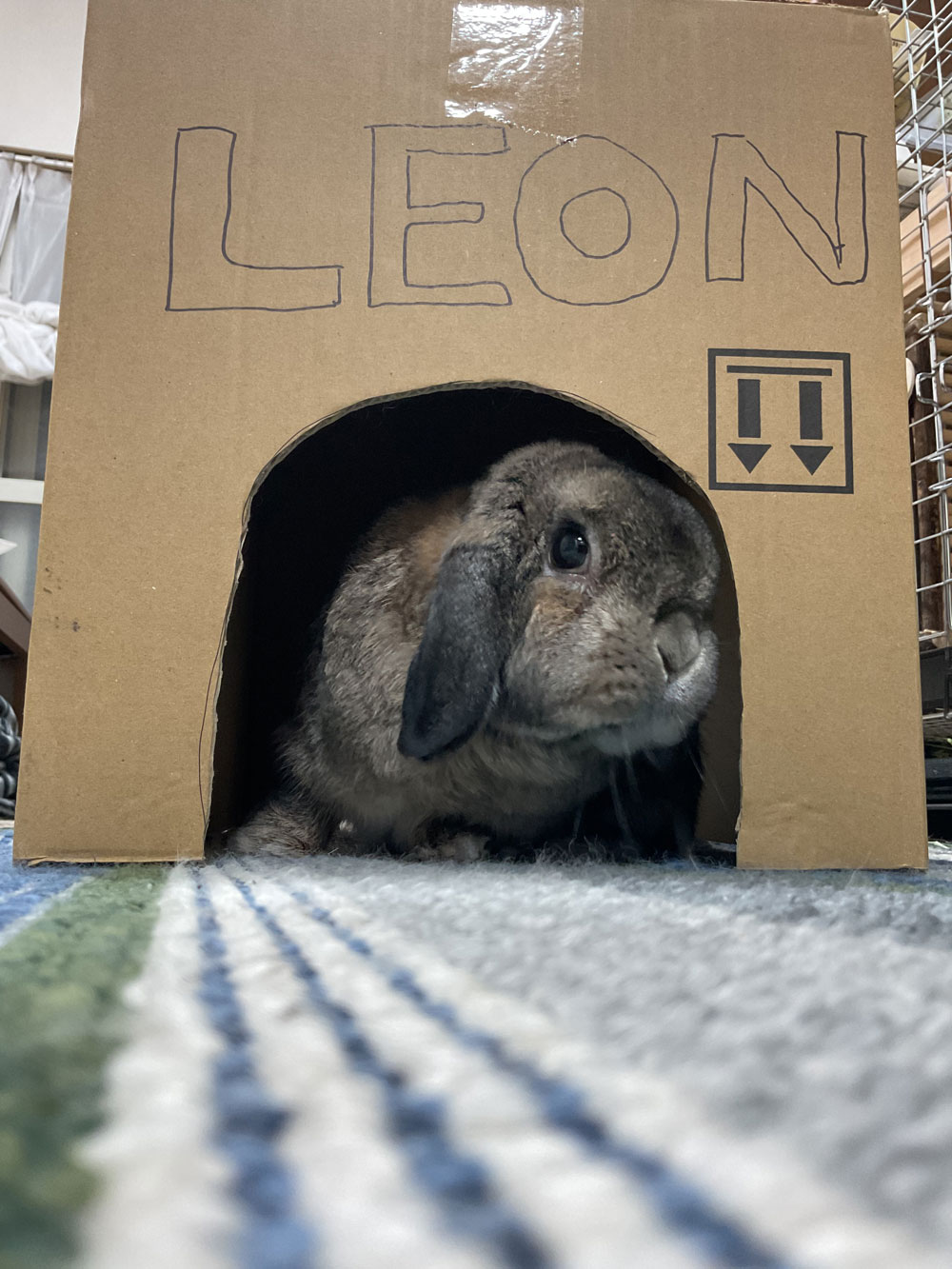 LEON(レオン)くん