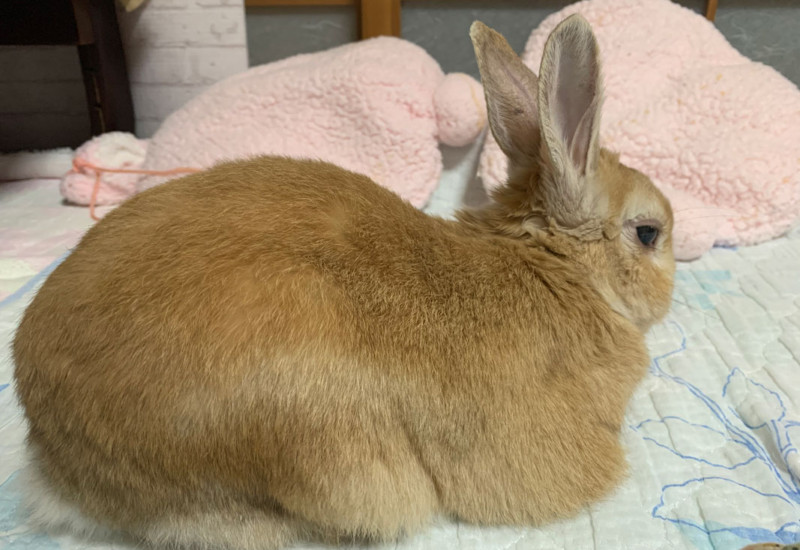 ジョンくん 12歳