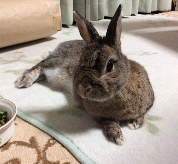 ピーちゃん 13歳