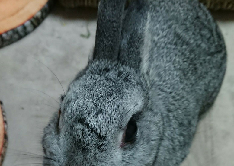 チロちゃん 11歳