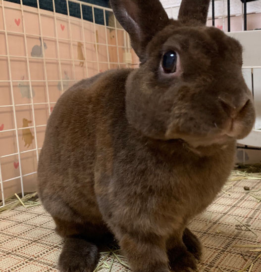 ひまわりちゃん