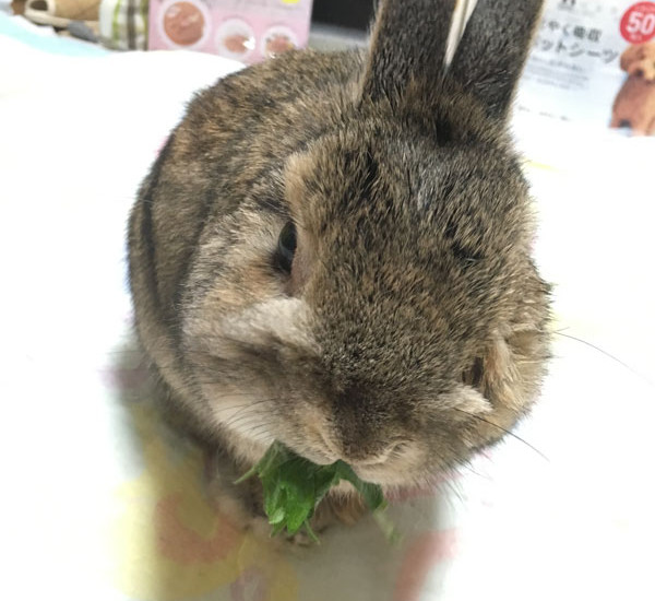 晴（はる）くん 11歳