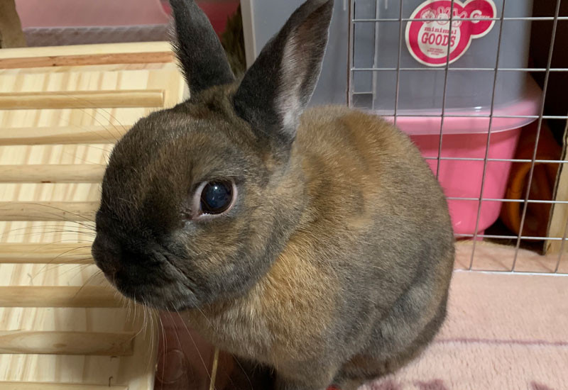 あんこちゃん 10歳