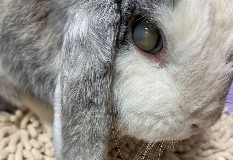 ぴいちゃん12歳