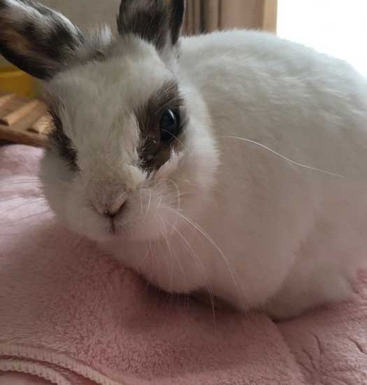 うさこちゃん13歳