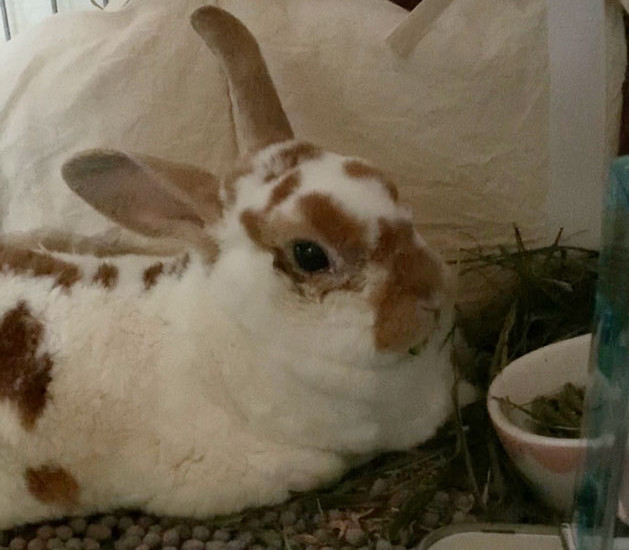 モアちゃん 12歳