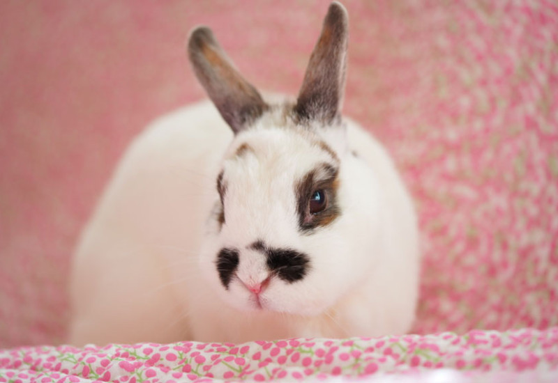 ゆきちゃん 13歳