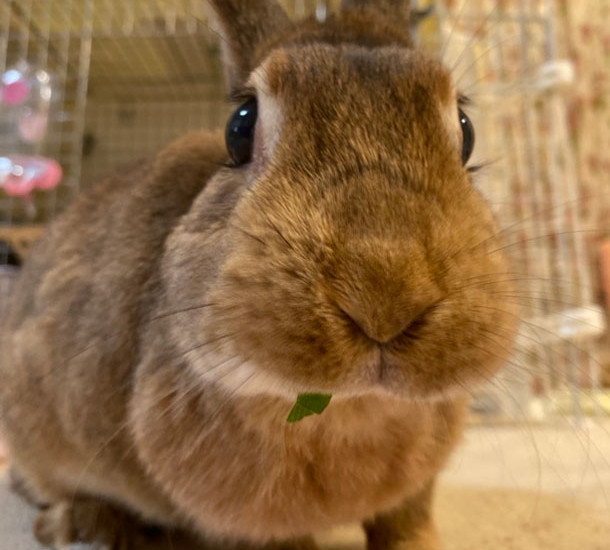 こむぎちゃん 10歳