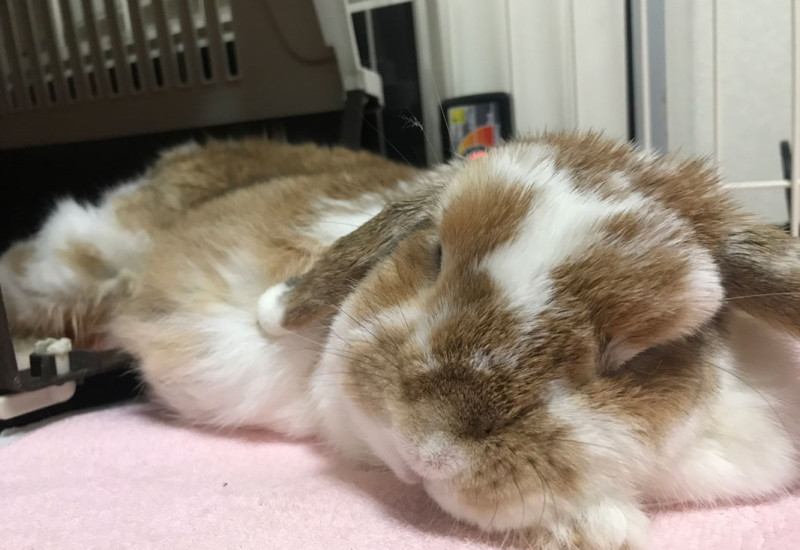 すずちゃん 12歳