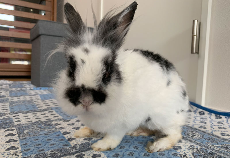 チャーリーちゃん 14歳