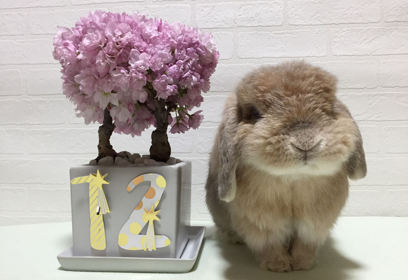 マロンくん12歳