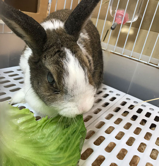 ミッフィーちゃん 13歳