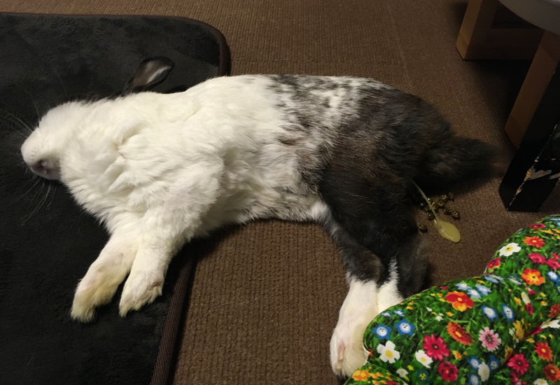 シェリくん11歳