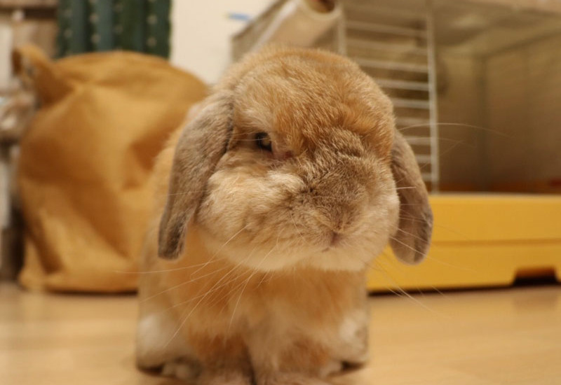 ミルクくん 10歳