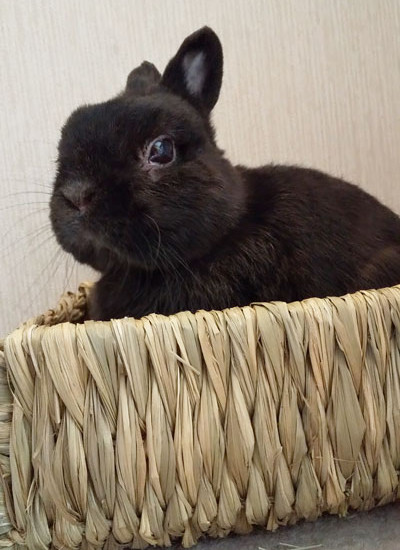 さっちゃん 10歳