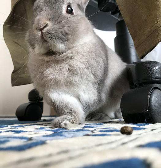 ミントくん10歳