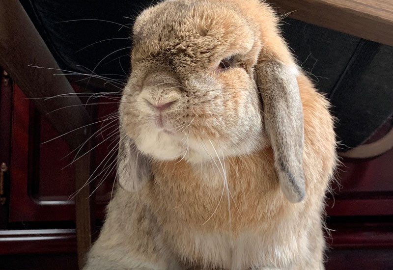 もちおくん 10歳