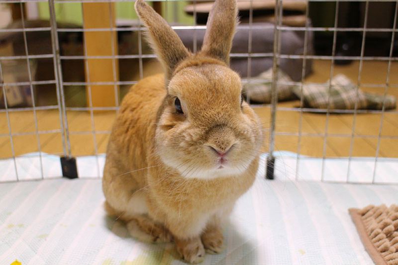 チャチャくん 12歳